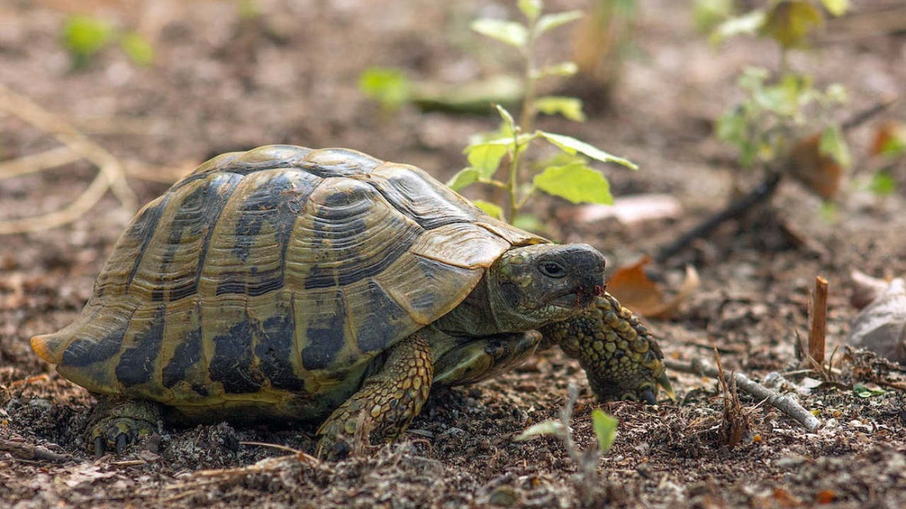 Vasthu Tips | ఇంట్లో తాబేలు ఉంటే మంచిదా.. దాని పర్యవసానాలు ఏంటంటే..